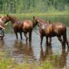 Our Family Horses